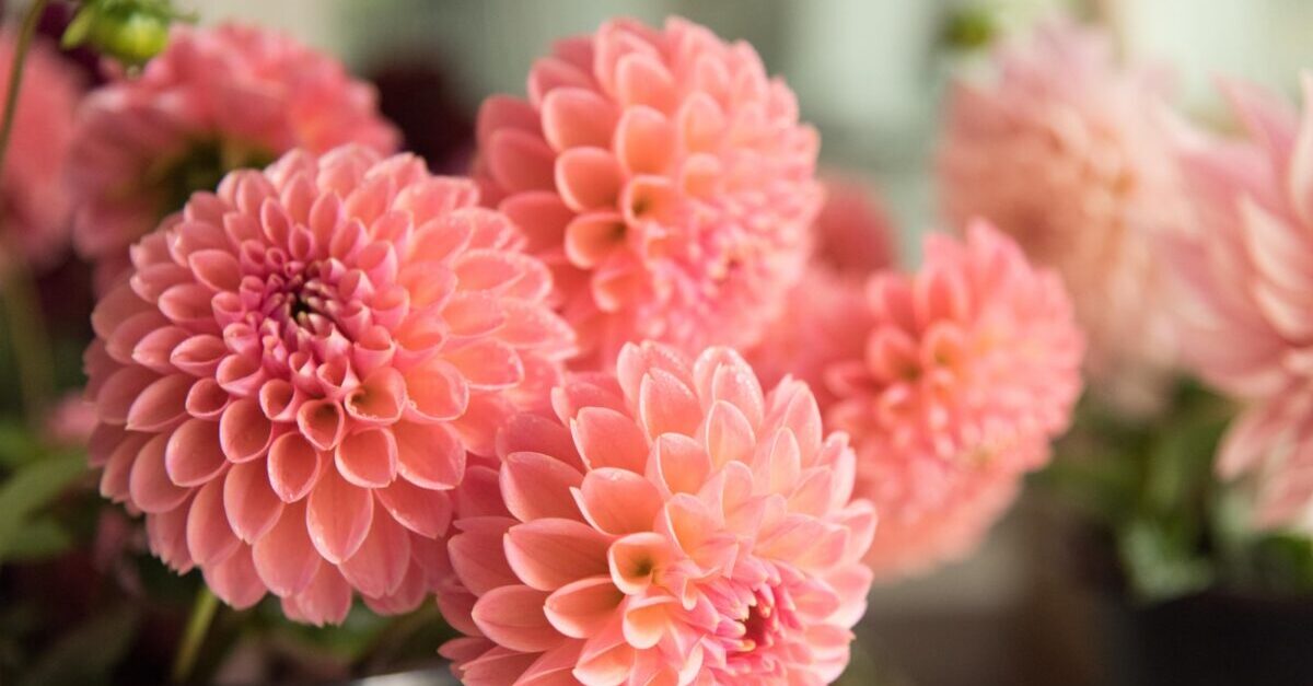 5 Ways to Use the Pantone 2019 Color of the Year